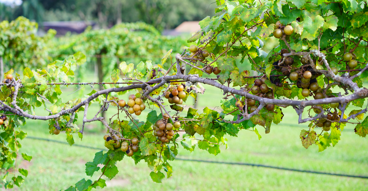 muscadine vine