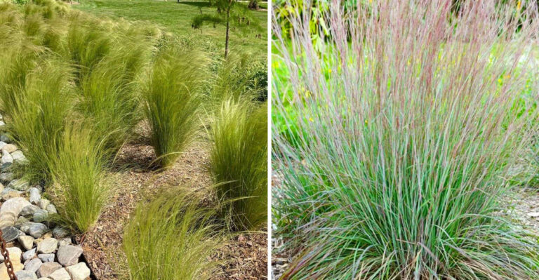 The One Thing You Must Do To North Carolina Native Grasses Before July Or Regret It All Fall