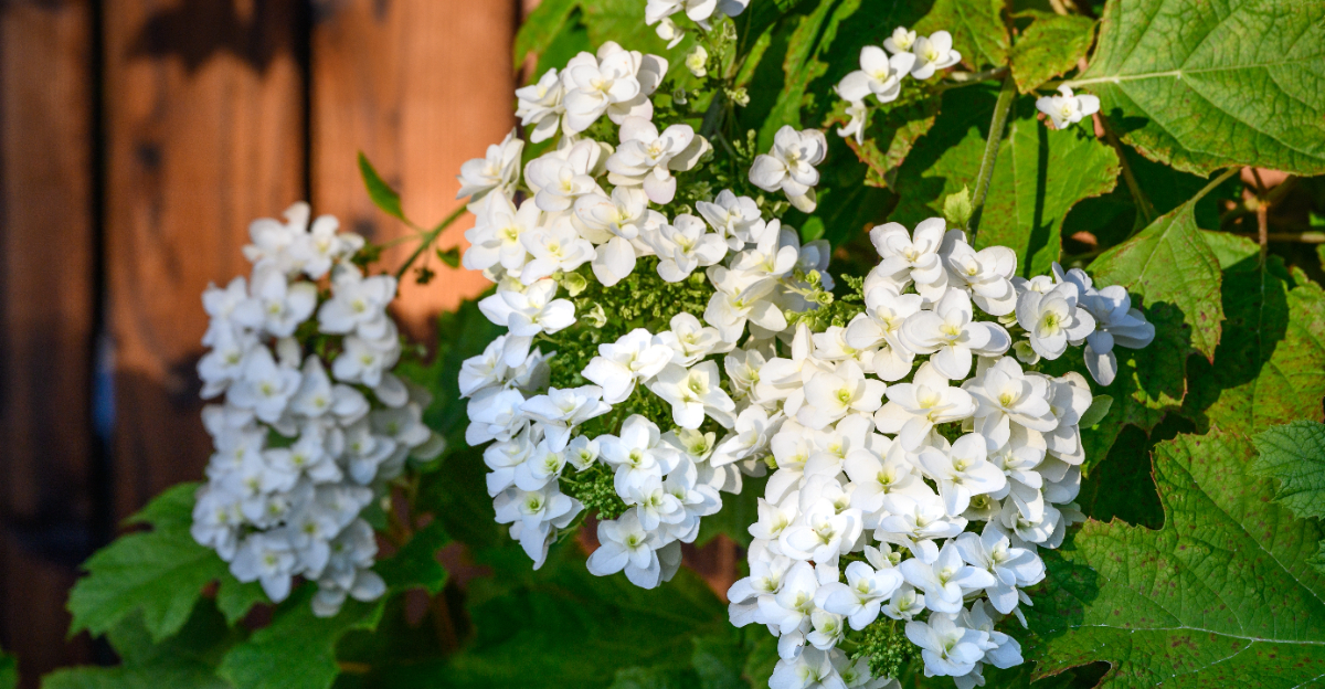 oakleaf hydrangea