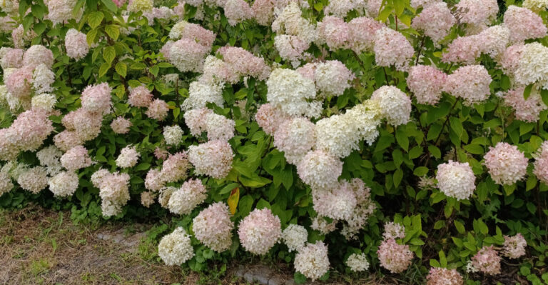 panicle hydrangea