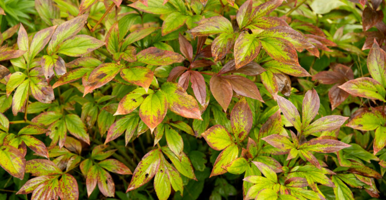 browning peony leaves