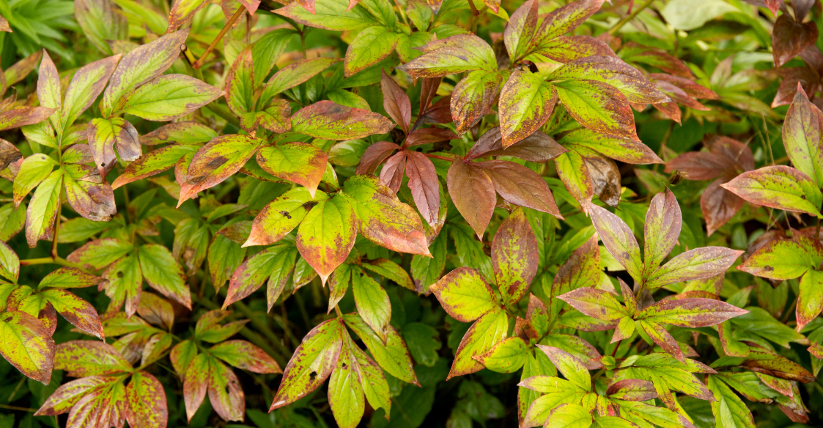 browning peony leaves