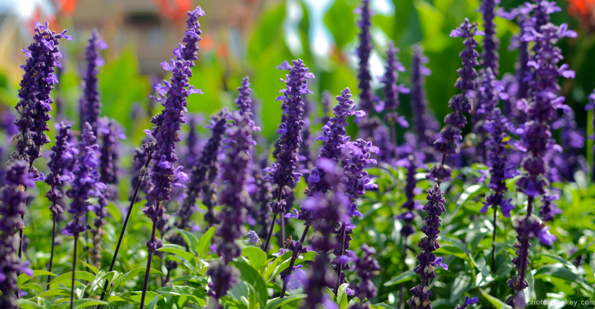 may night salvia