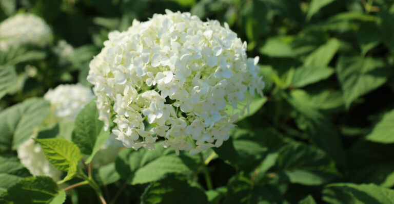 smooth hydrangea