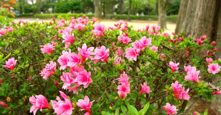 azalea