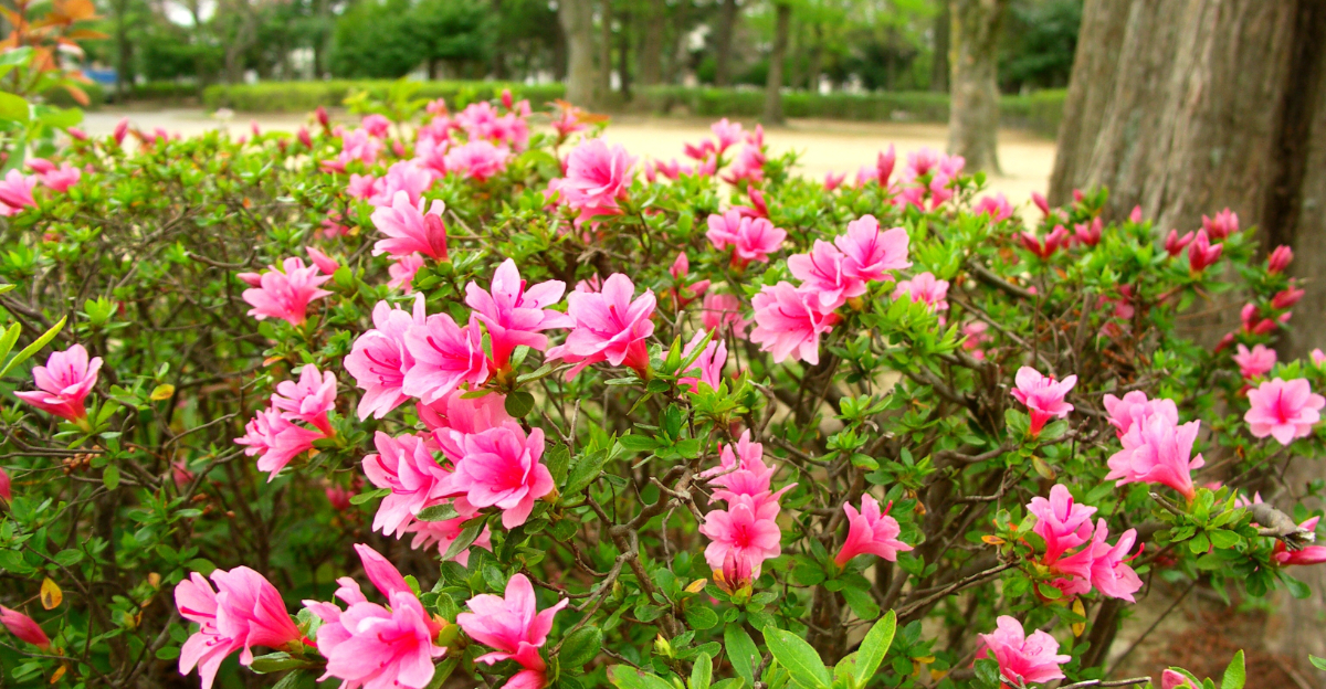 azalea