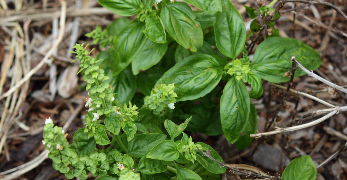 bolted basil