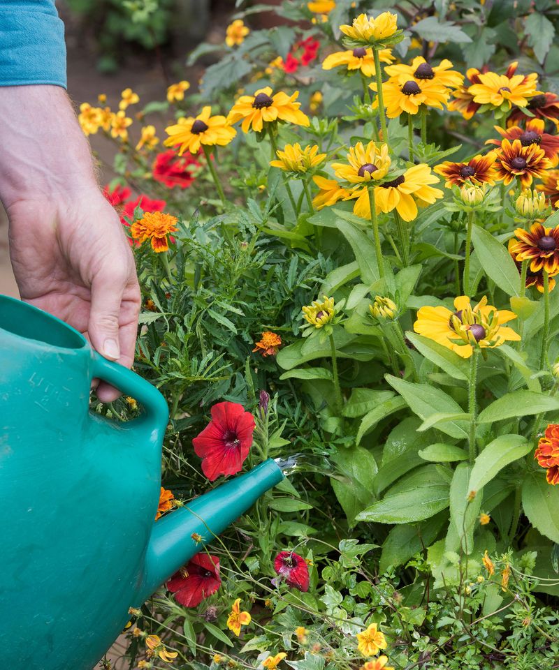 The One Thing You Must Do To Ohio Black-Eyed Susans In July For Stronger Plants