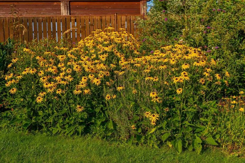 The One Thing You Must Do To Ohio Black-Eyed Susans In July For Stronger Plants