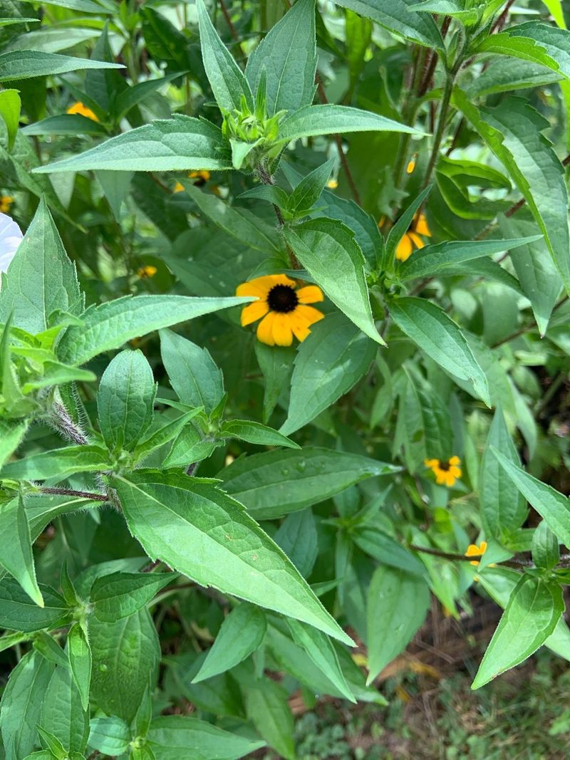 The One Thing You Must Do To Ohio Black-Eyed Susans In July For Stronger Plants