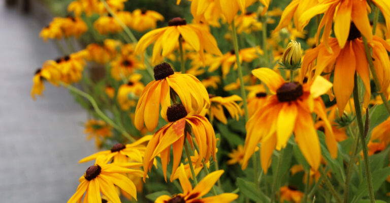 The One Thing You Must Do To Ohio Black-Eyed Susans In July For Stronger Plants