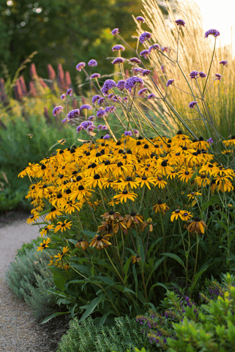 The One Thing You Must Do To Ohio Black-Eyed Susans In July For Stronger Plants