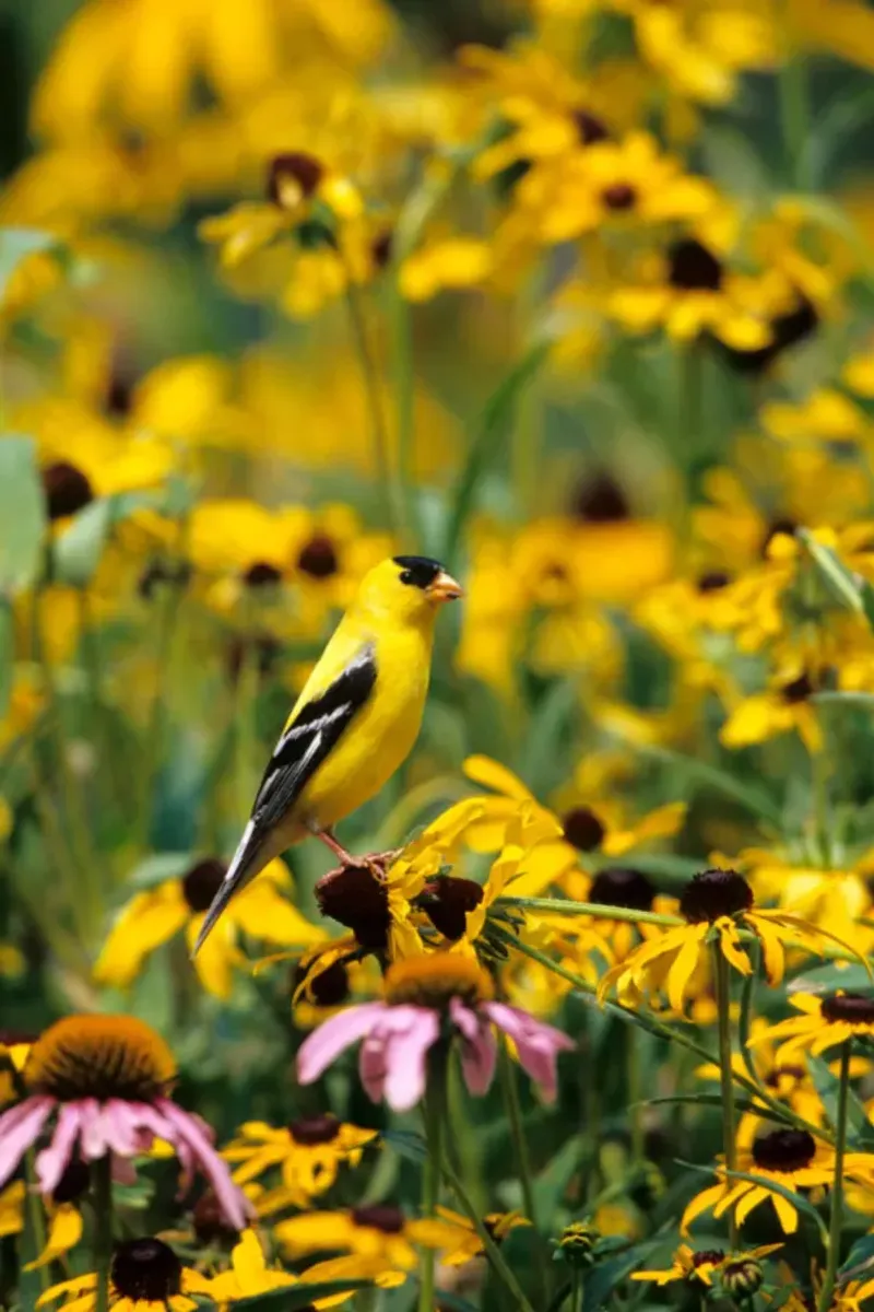 The One Thing You Must Do To Ohio Black-Eyed Susans In July For Stronger Plants