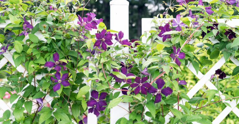 clematis vines