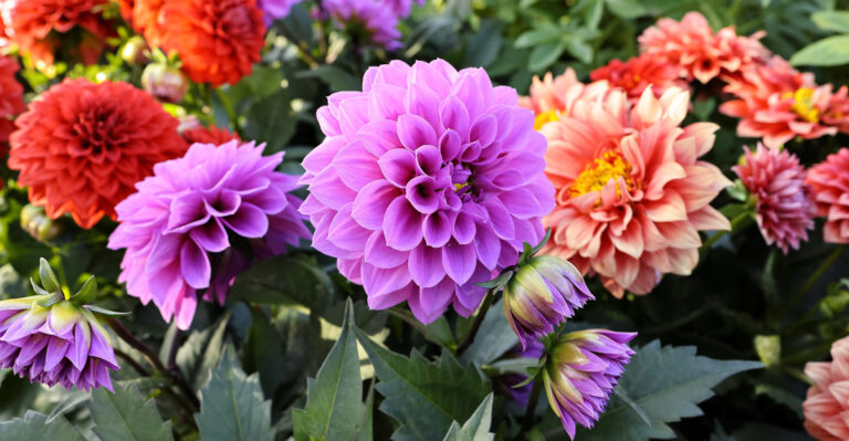 dahlias