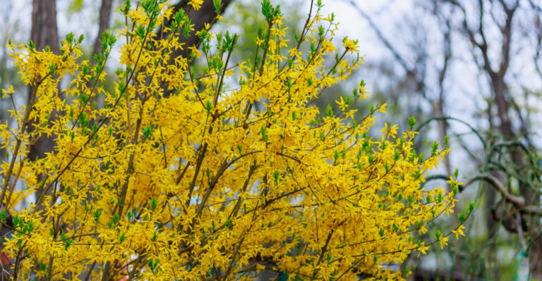 forsythia