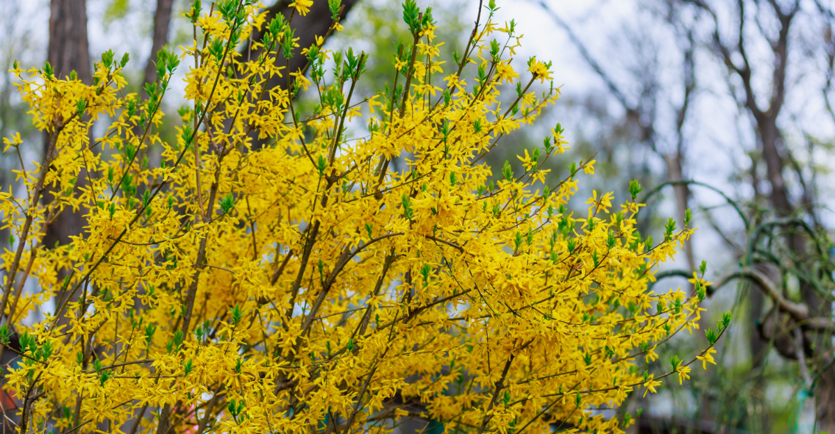 forsythia