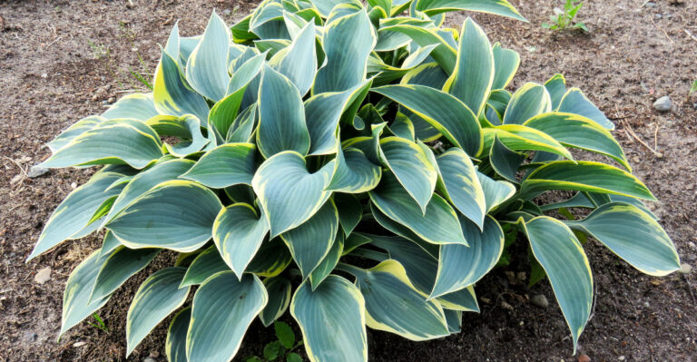hosta