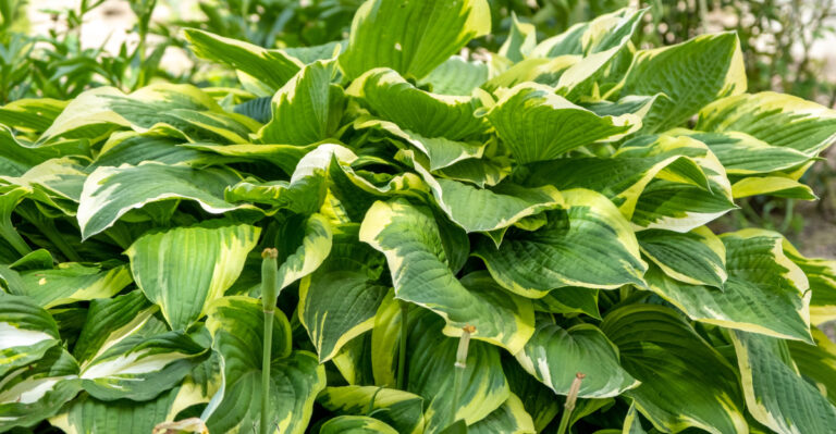 hosta