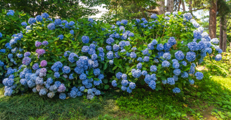 hydrangea