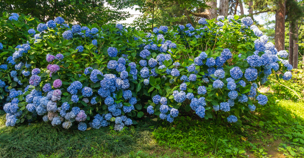 hydrangea