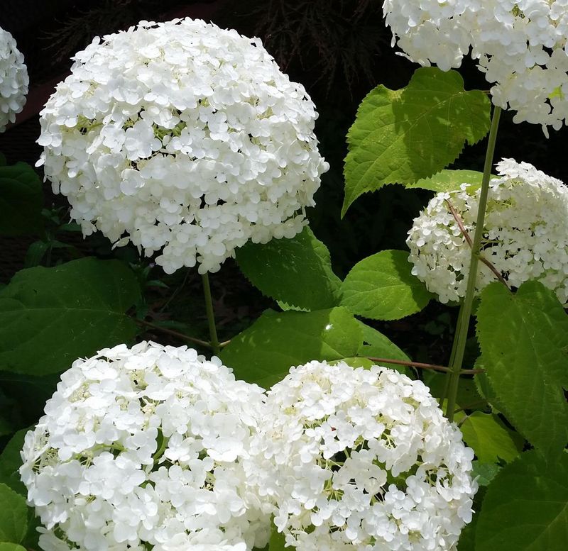 The One Thing You Must Do To Ohio Hydrangeas In June Or They Won't Bloom Next Year