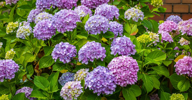 The One Thing You Must Do To Ohio Hydrangeas In June Or They Won’t Bloom Next Year