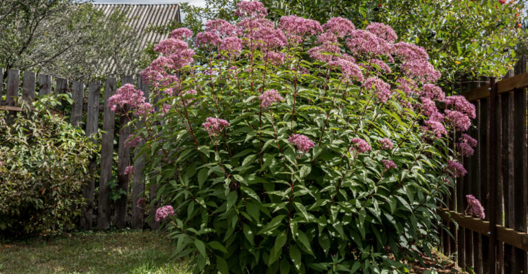 joe pye weed