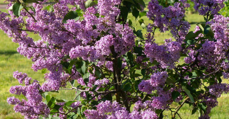 lilacs