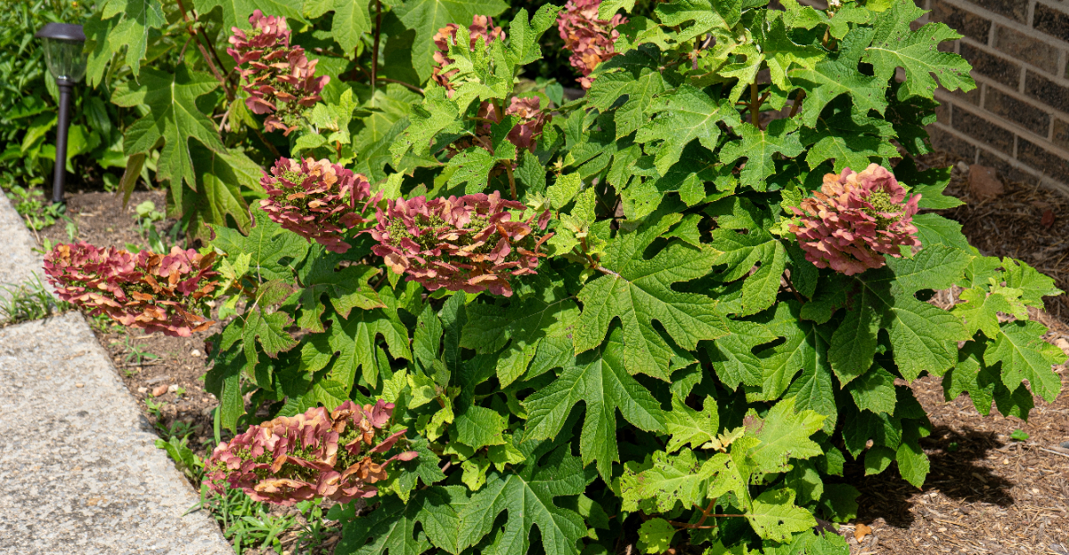oakleaf hydrangea