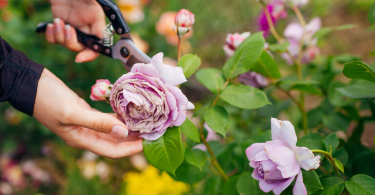 deadhead rose
