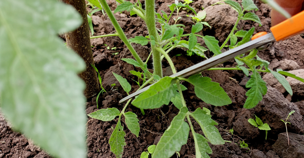 pruning tomato