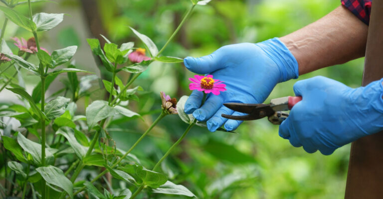 The One Thing You Must Do To Ohio Zinnias In July For More Blooms Through Fall