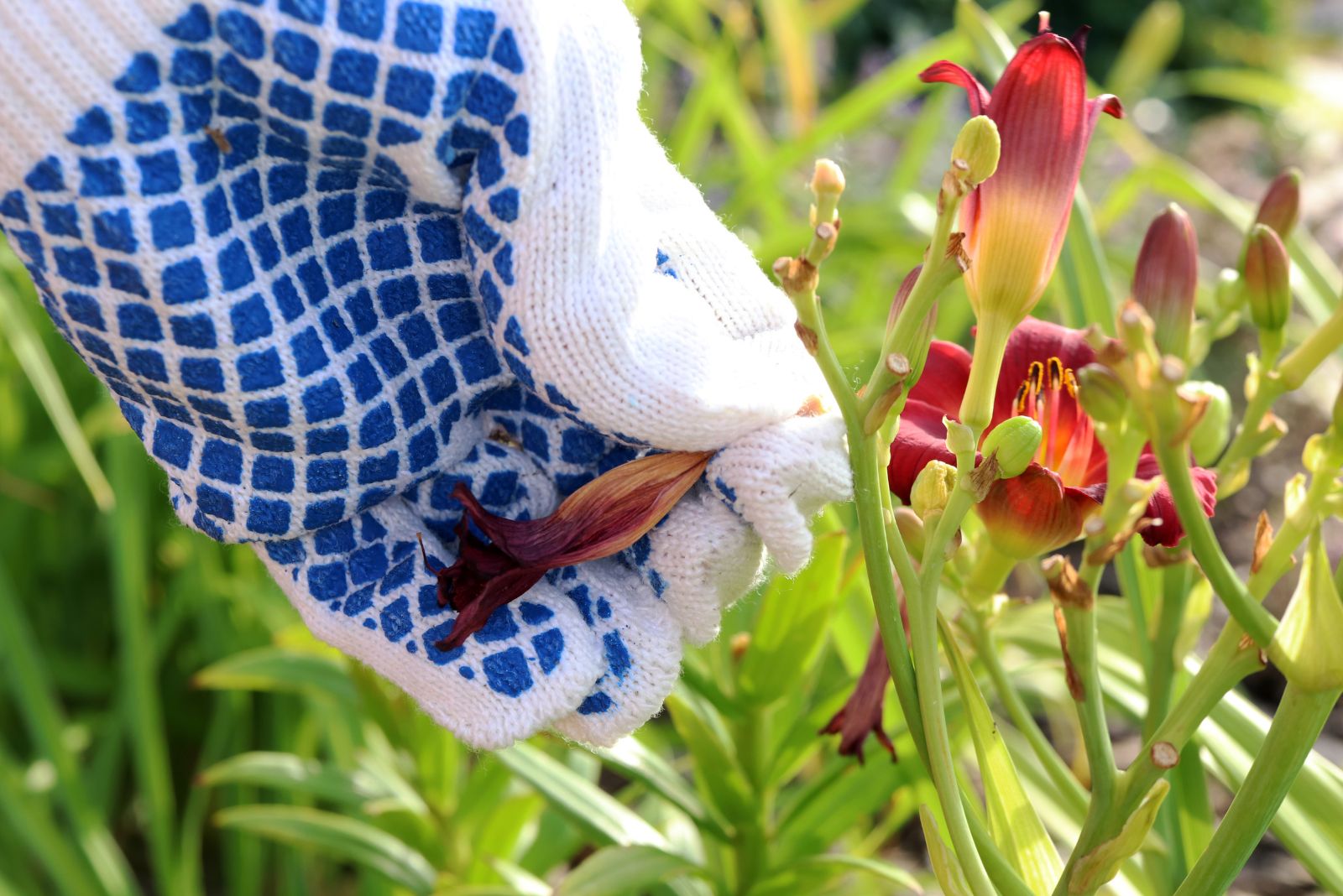 deadheading daylily