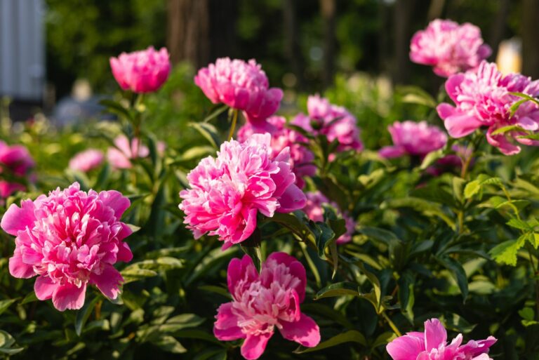 peonies