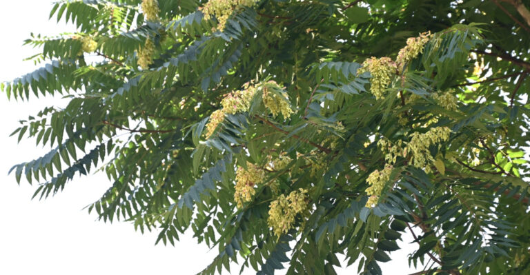 The One Tree New York Experts Want You To Recognize Before It Reaches Your Yard
