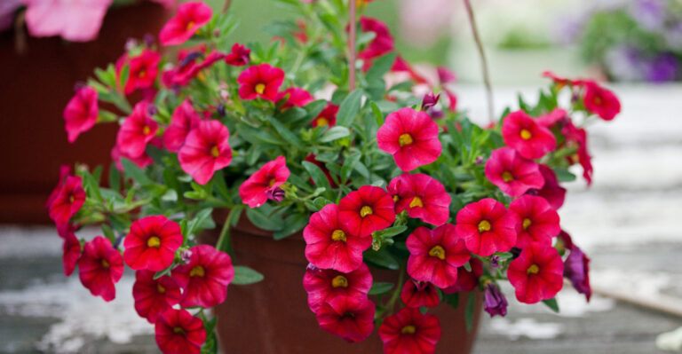The One Watering Habit That’s Wearing Out Your Calibrachoa