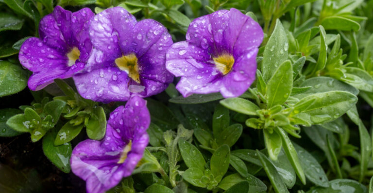 The One Watering Mistake Texas Gardeners Make With Calibrachoa