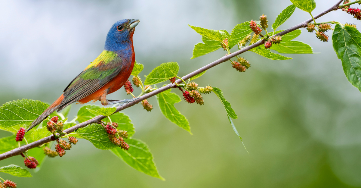 painted bunting