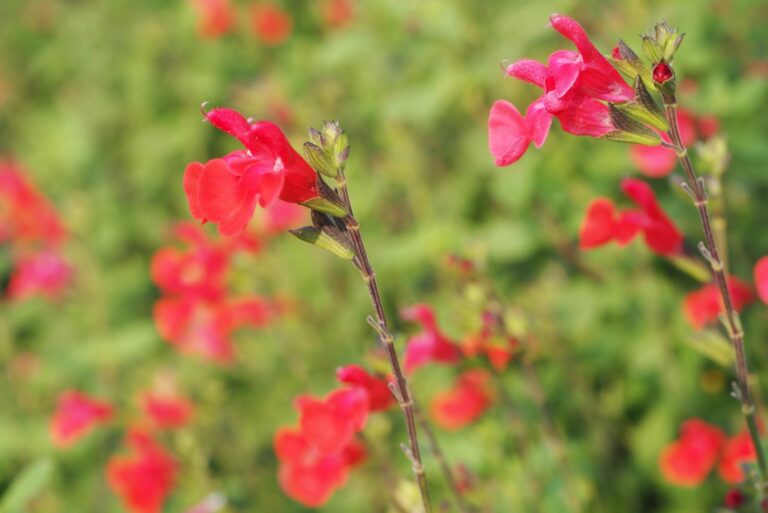 autumn sage
