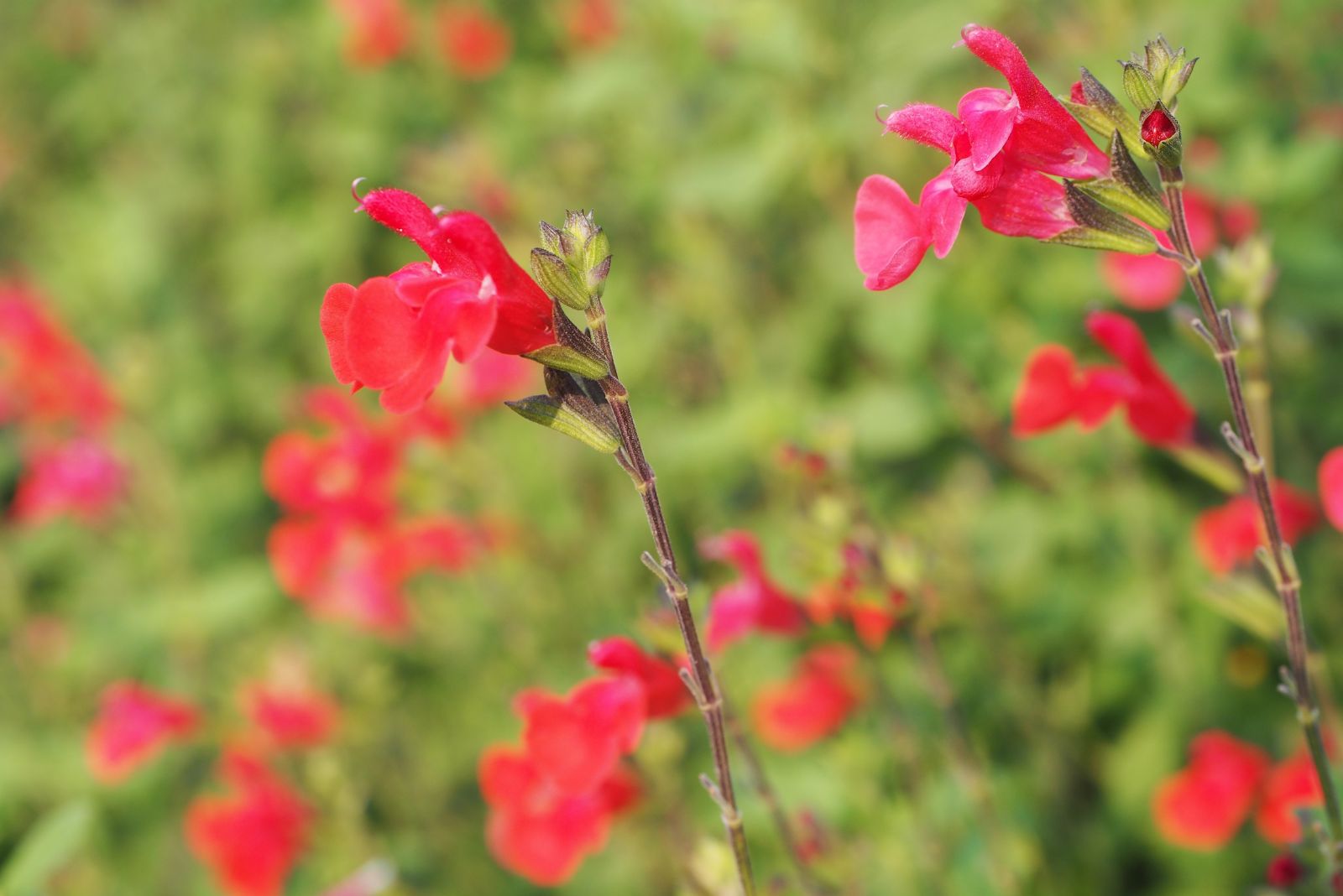 autumn sage