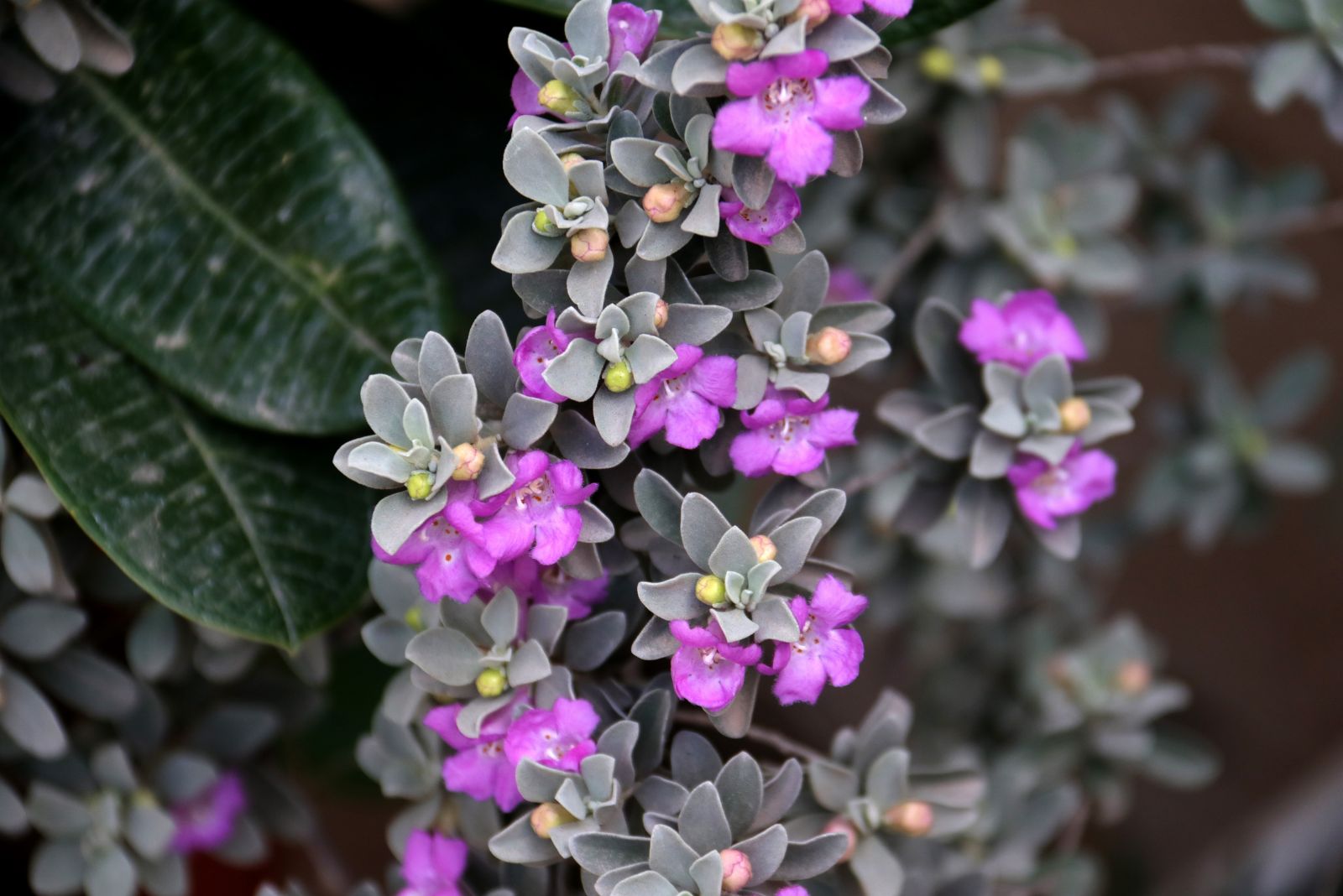 texas sage