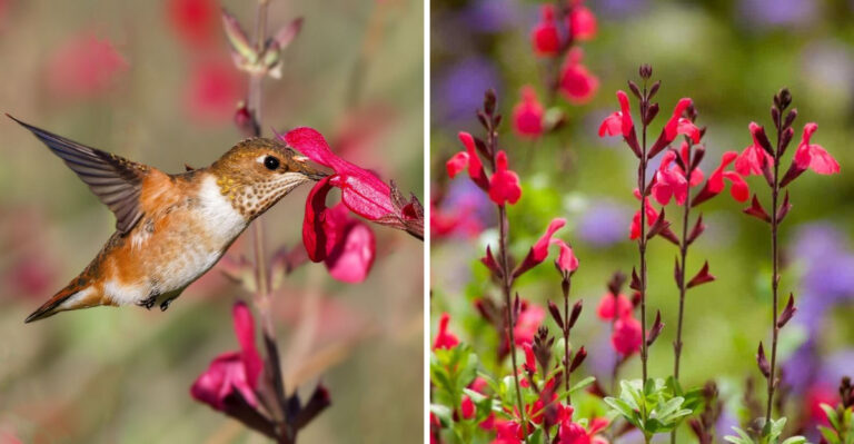 The Only Native Texas Plant You Need If You Want Hummingbirds In Your Garden All Season Long