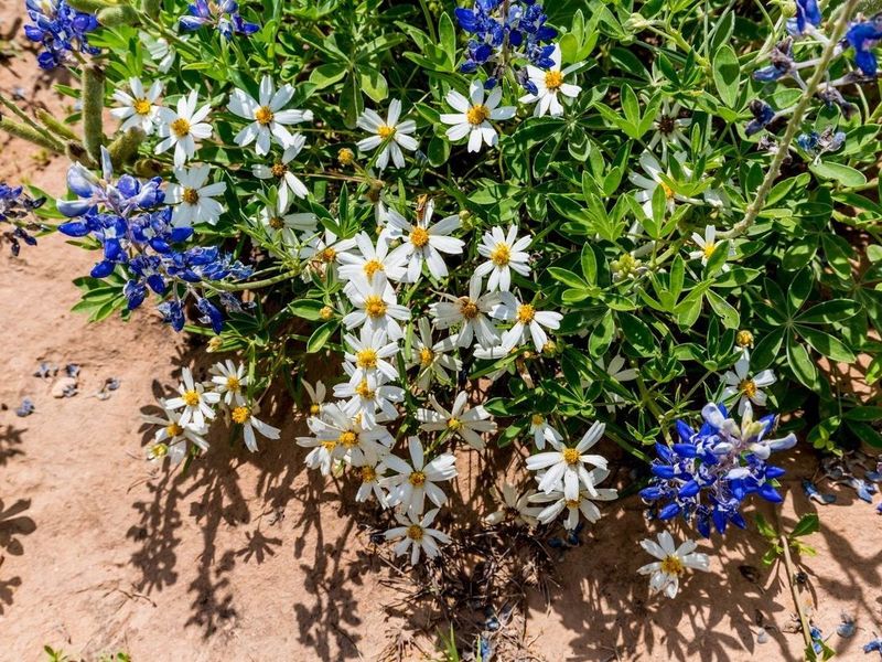 The Only Native Texas Plant You Need If You Want Your Garden To Bloom When Nothing Else Will The Only Native Texas Plant You Need If You Want Your Garden To Bloom When Nothing Else Will
