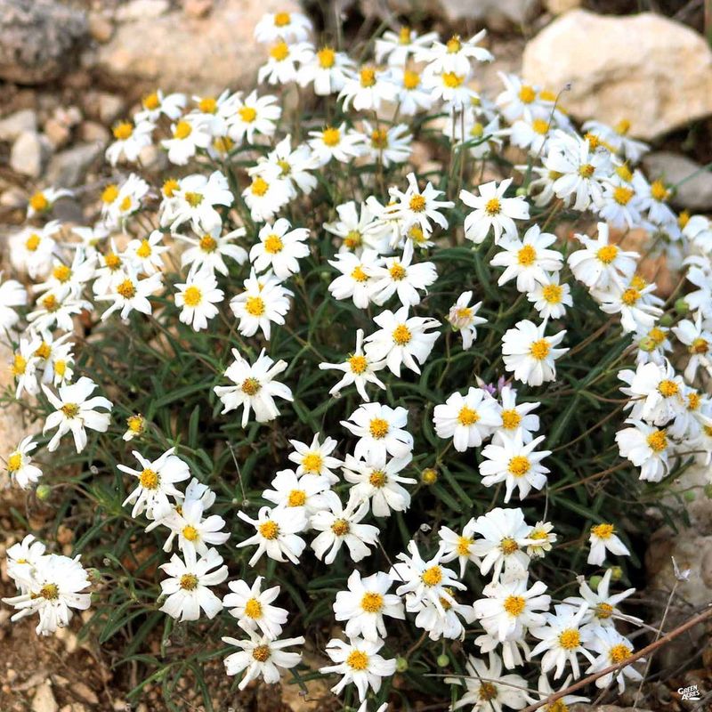 The Only Native Texas Plant You Need If You Want Your Garden To Bloom When Nothing Else Will The Only Native Texas Plant You Need If You Want Your Garden To Bloom When Nothing Else Will