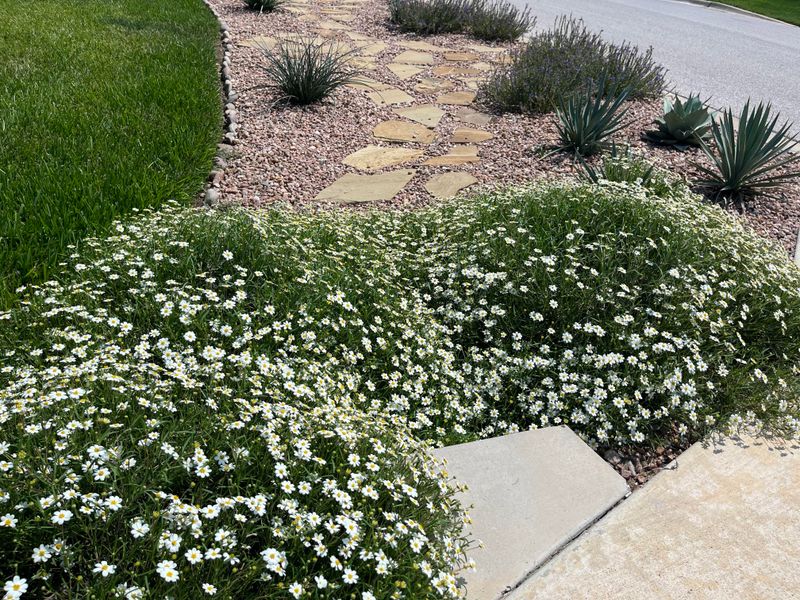 The Only Native Texas Plant You Need If You Want Your Garden To Bloom When Nothing Else Will The Only Native Texas Plant You Need If You Want Your Garden To Bloom When Nothing Else Will