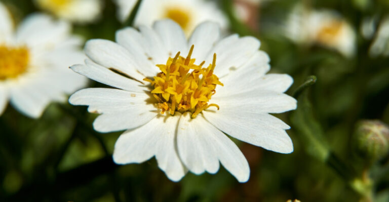 The Only Native Texas Plant You Need If You Want Your Garden To Bloom When Nothing Else Will