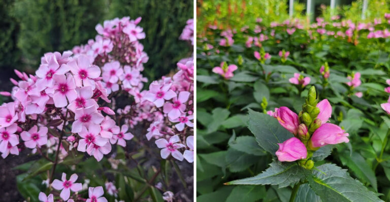 garden phlox and pink turtlehead