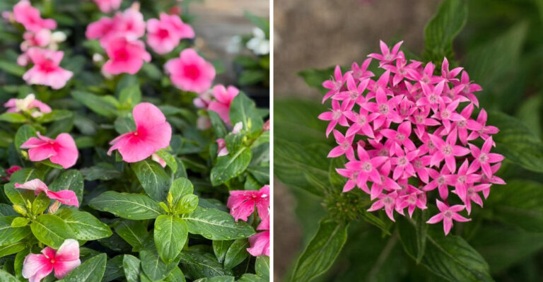pink vinca and pink pentas