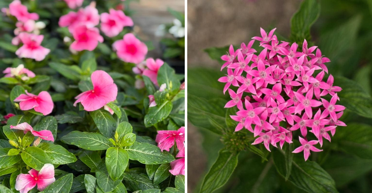 pink vinca and pink pentas